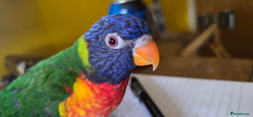Lorikeets birds for sale: Rainbow Lorikeet  - Image 3