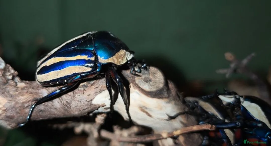 Beetles invertebrates for sale: Dicronorrhina derbyana blue beetles+other inverts - Advert 2