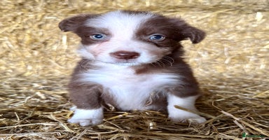 Border Collie dogs - Advert 5