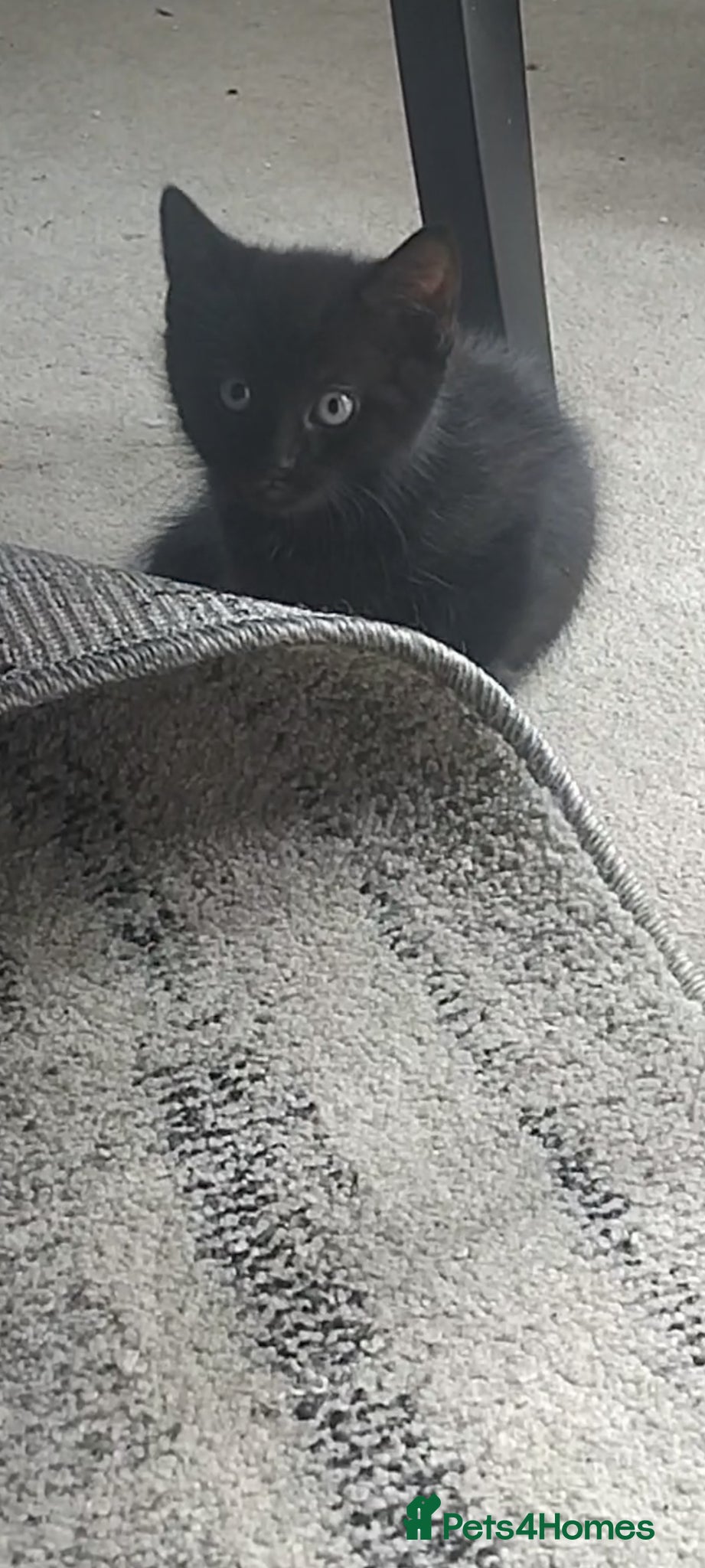 Mixed Breed cats for sale: 4 Beautiful Kittens Ready Now in Wakefield - Advert 10