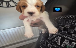 Cocker Spaniel dogs for sale: Cocker Spaniel pups - Image 5