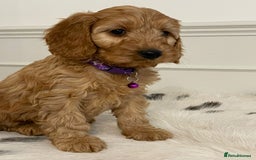 Cockapoo dogs for sale: Adorable F1 Cockapoo Puppies  - Image 6
