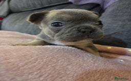 French Bulldog dogs for sale: Beautiful French Bulldog Puppies - Image 4
