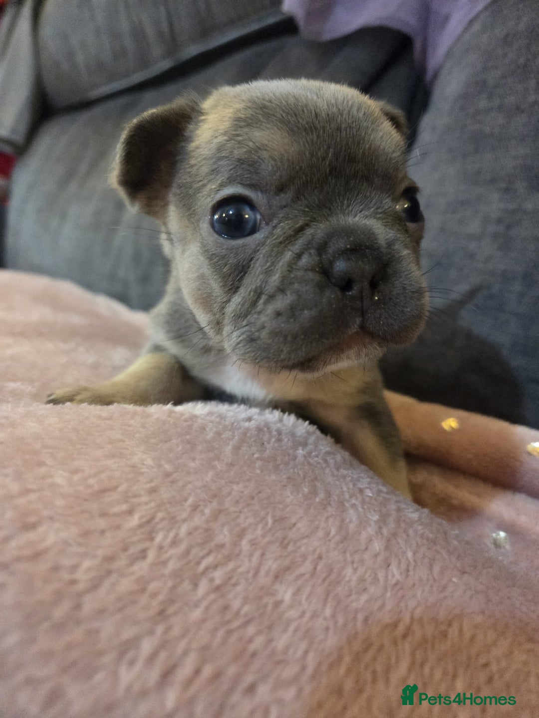 French Bulldog dogs for sale: Beautiful French Bulldog Puppies - Image 4