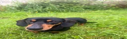 Miniature Dachshund dogs for sale: Sad rehome of 2 year old mini Dach  - Advert 3