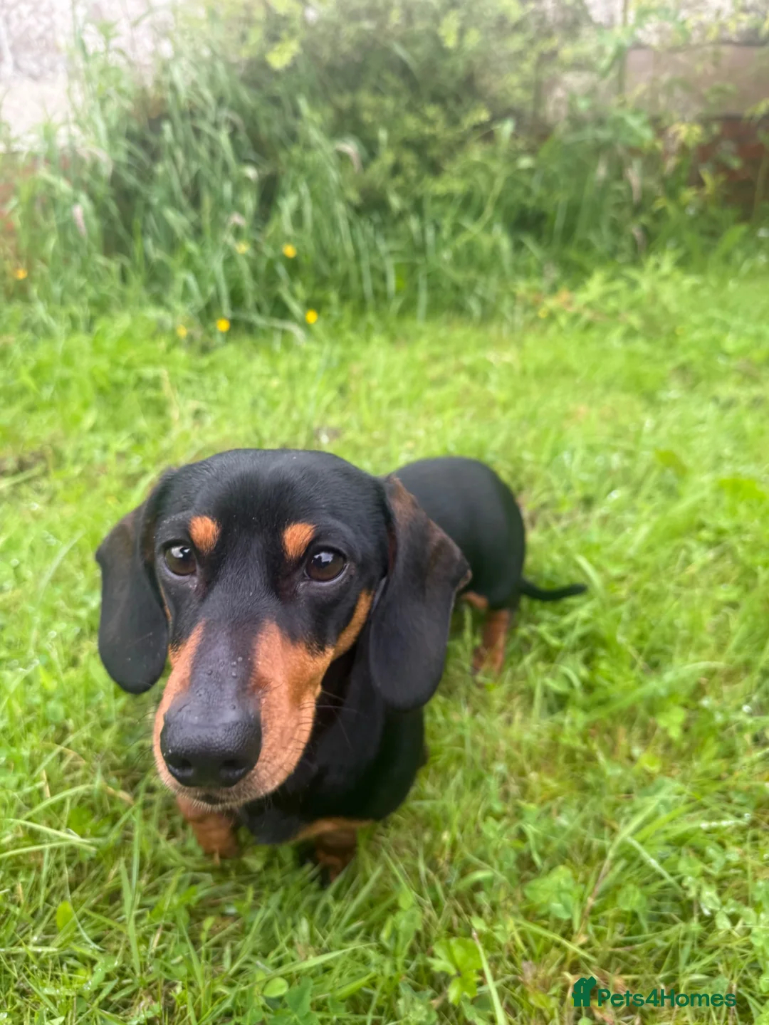 Miniature Dachshund dogs for sale: Sad rehome of 2 year old mini Dach  - Advert 3