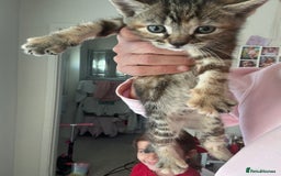 Domestic Shorthair cats for sale: Adorable kittens for sale  - Image 10
