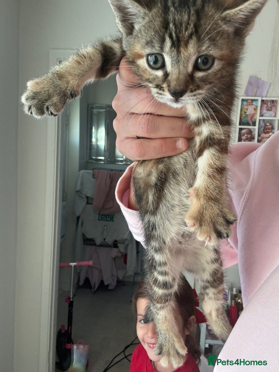 Domestic Shorthair cats for sale: Adorable kittens for sale  - Image 10