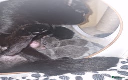 Mixed Breed cats for sale: Stunning Short-hair Kittens - Advert 15