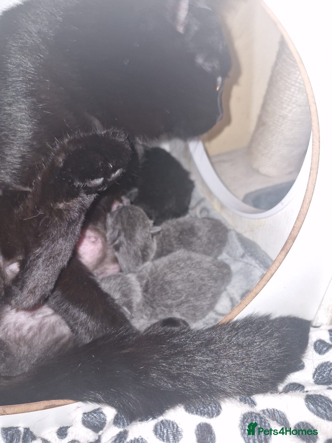 Mixed Breed cats for sale: Stunning Short-hair Kittens - Advert 15