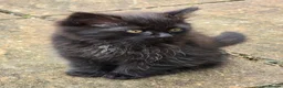 Mixed Breed cats for sale: Domestic longhair  in Bexleyheath - Advert 8