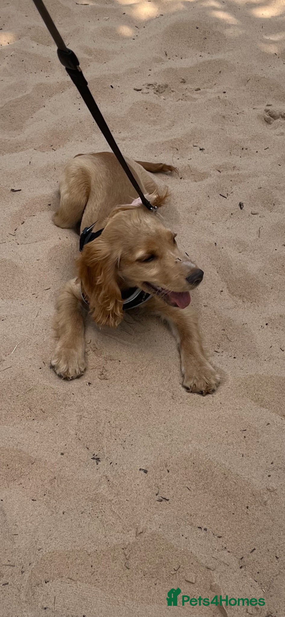 Cocker Spaniel dogs PEANUT 🥜  - Advert 1