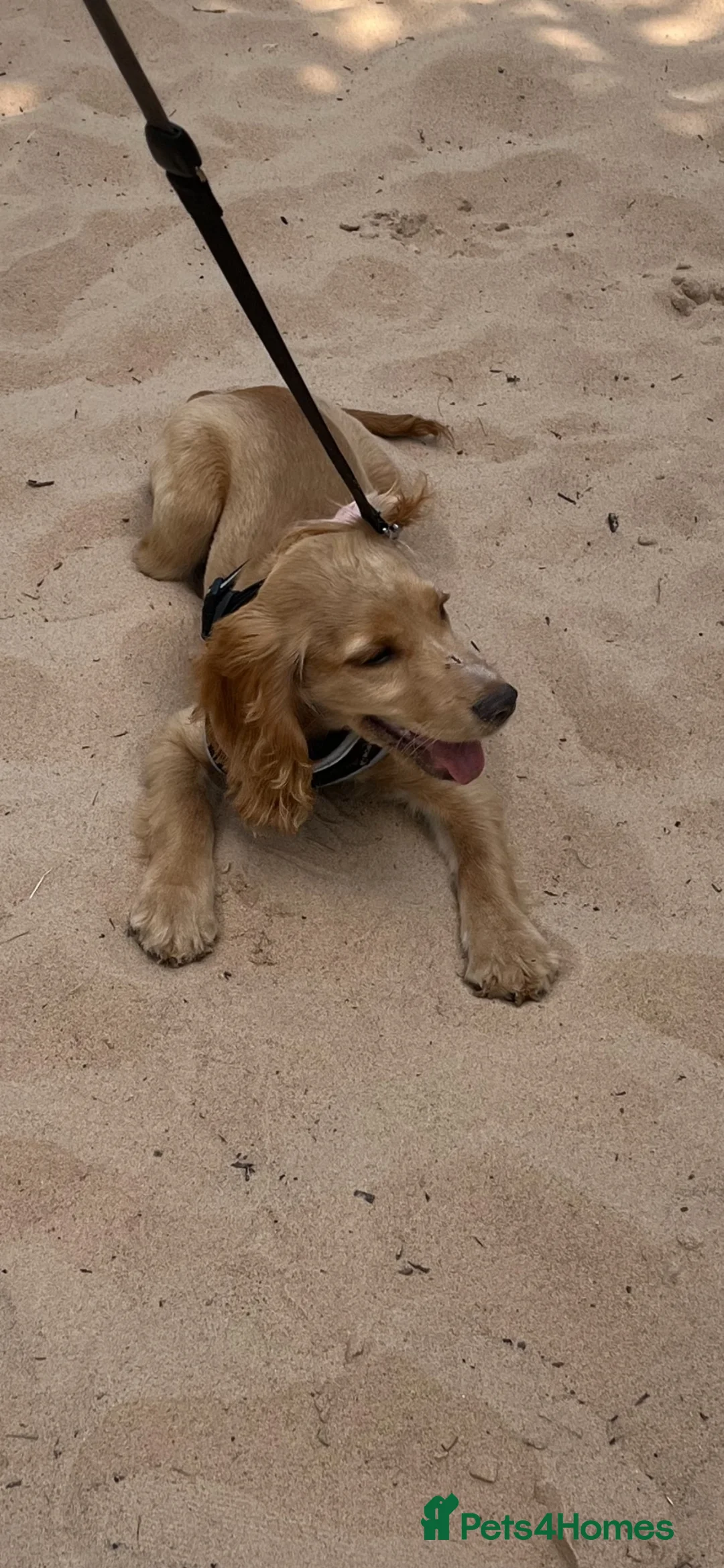 Cocker Spaniel dogs for sale: PEANUT 🥜  - Advert 1