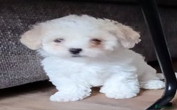 Cavachon dogs for sale: Beautiful Cavachon puppies  - Image 7