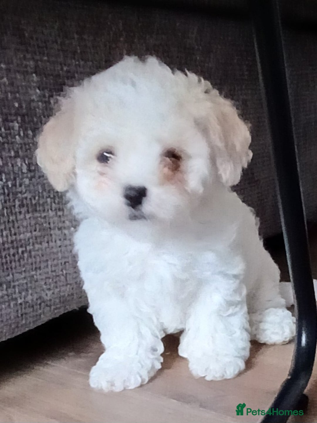 Cavachon dogs for sale: Beautiful Cavachon puppies  - Image 7