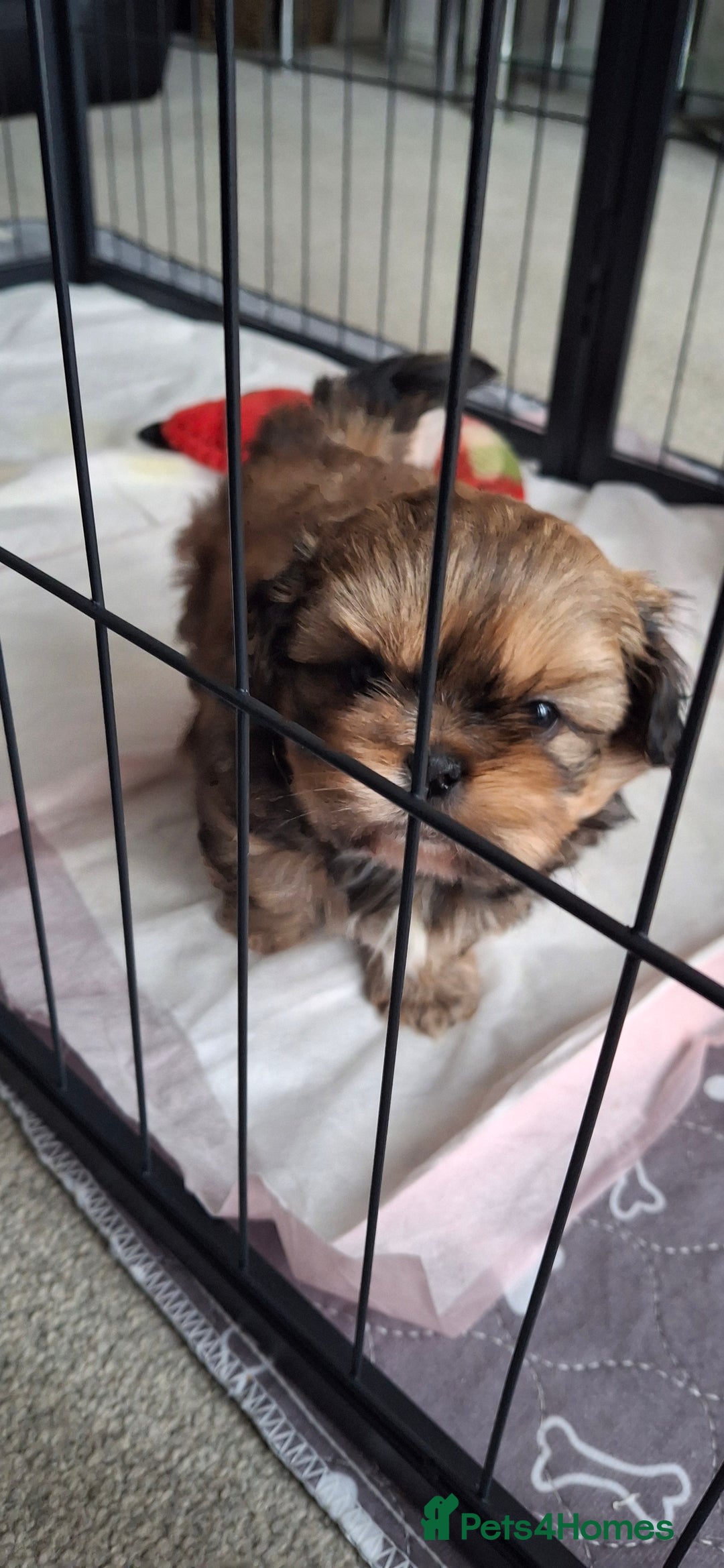 Shih Tzu dogs for sale: Full bred shih tzu 2 boys - Advert 3