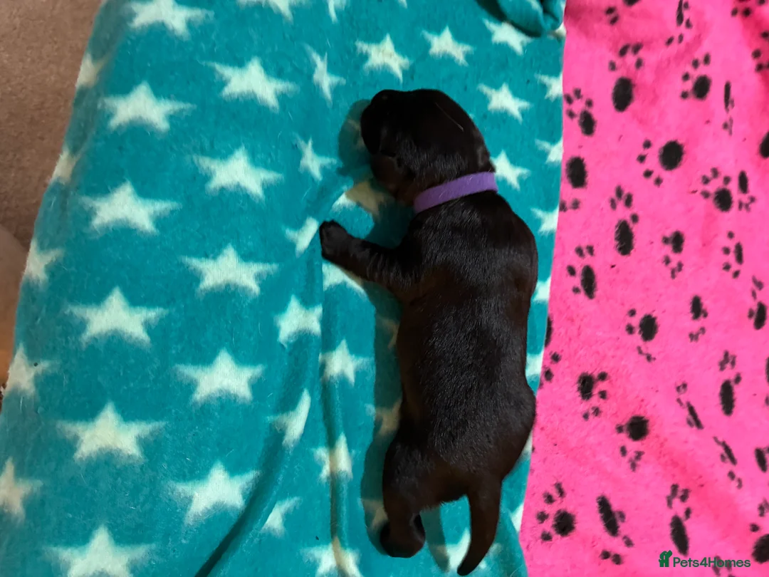 Labrador Retriever dogs for sale: KC RegisteredLabrador Puppies – Ready from 14/02 - Advert 8