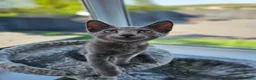 Russian Blue cats for sale: GCCF Registered Russian Blue Kittens - Advert 4