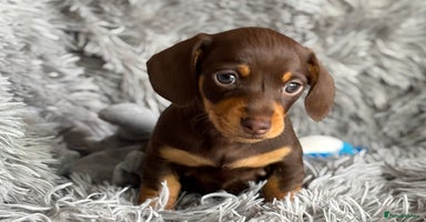 Miniature Dachshund dogs - Advert 6