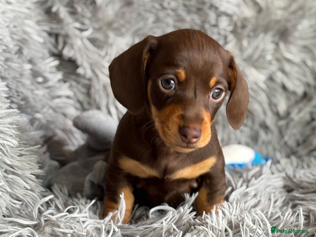 Miniature Dachshund dogs for sale: Gorgeous PRA Clear KC Reg Miniature Dachshund  - Image 4