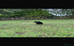 Cocker Spaniel dogs for sale: Working Cocker Spaniel Puppies - Image 7