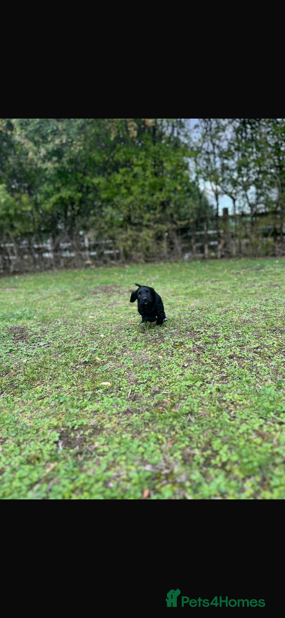 Cocker Spaniel dogs for sale: Working Cocker Spaniel Puppies - Image 7