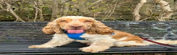 Cocker Spaniel dogs for stud: Orange Roan KC reg Show Cocker Spaniel Stud - Advert 8
