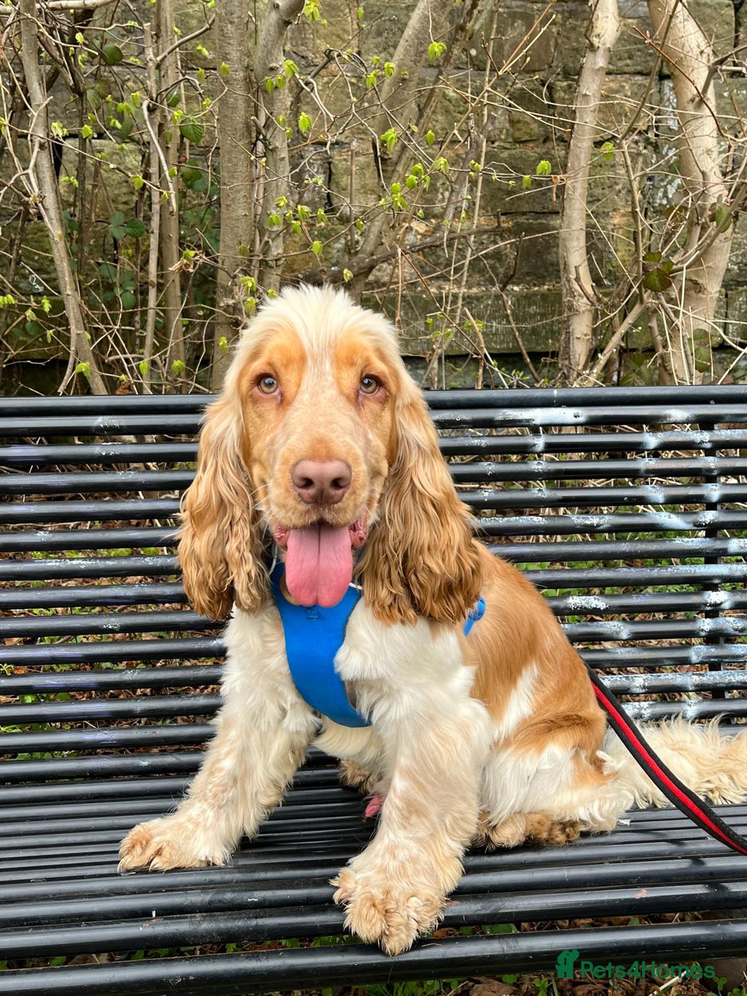 Cocker Spaniel dogs for stud: Orange Roan KC reg Show Cocker Spaniel Stud in Whitchurch - Image 7