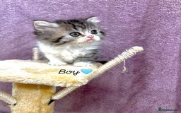 Persian cats for sale: Purebred Persian Kittens Rare White Coat&Blue Eyes - Image 7