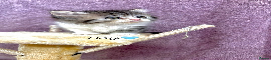 Persian Kitten 5