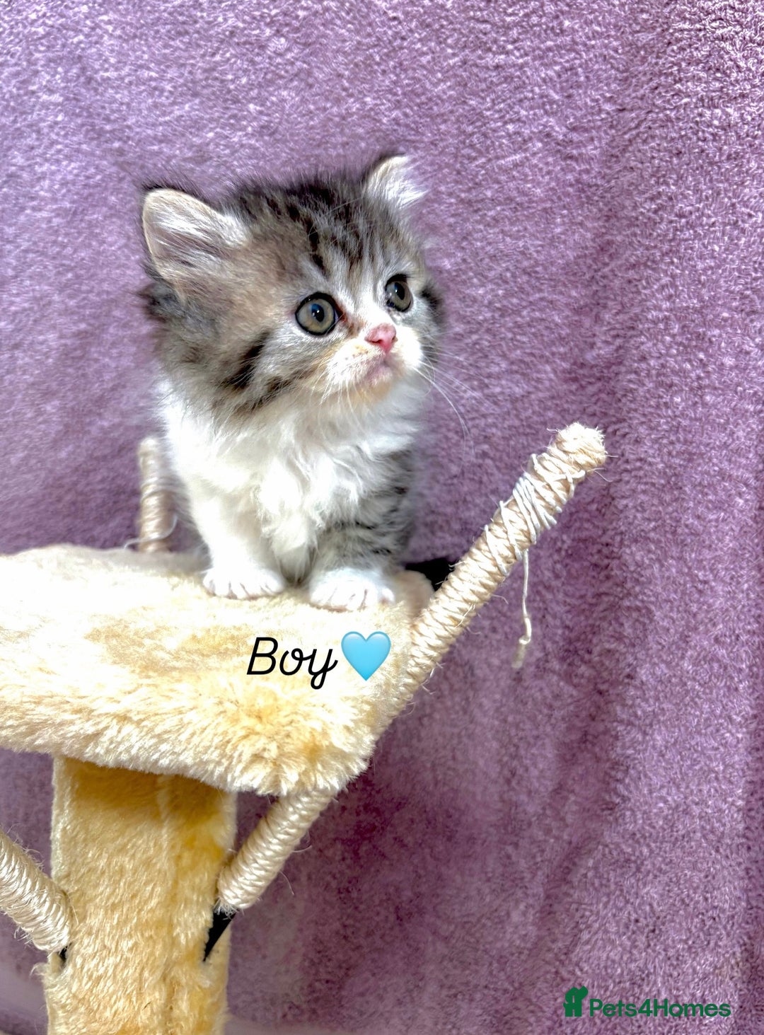 Persian cats for sale: Purebred Persian Kittens Rare White Coat&Blue Eyes - Image 7