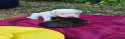 Boxer dogs for sale: Boxer pups, flashy brindle, red, white - Advert 8