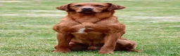 Labrador Retriever dogs for sale: 6 Month KC Registered Fox Red Working Labrador in Chelmsford - Advert 3