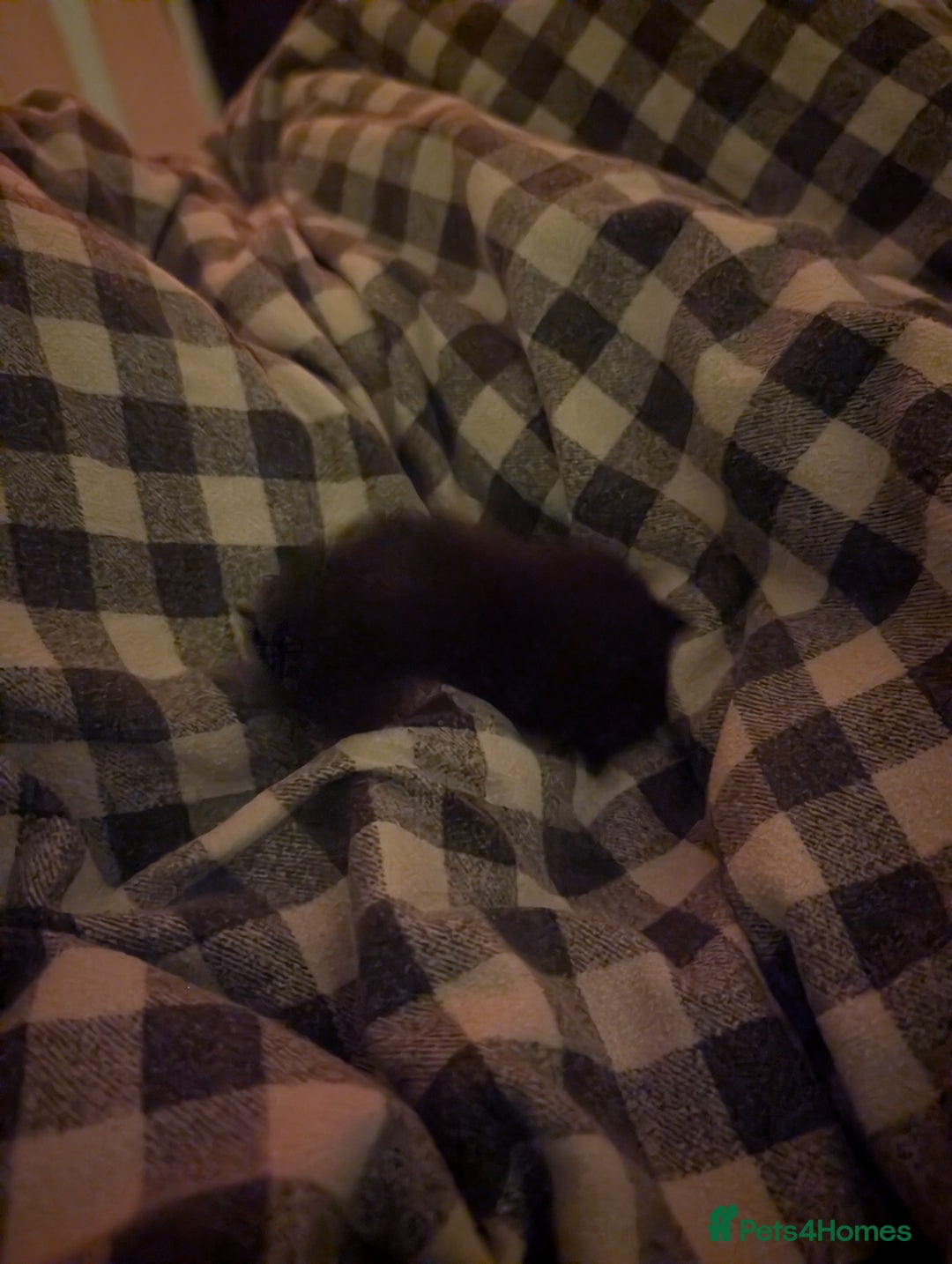 Bengal cats for sale: Ragdoll × Bengal Kittens - Advert 5