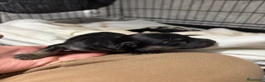 4.