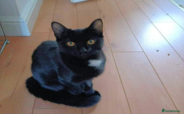 Mixed Breed cats - Advert 1