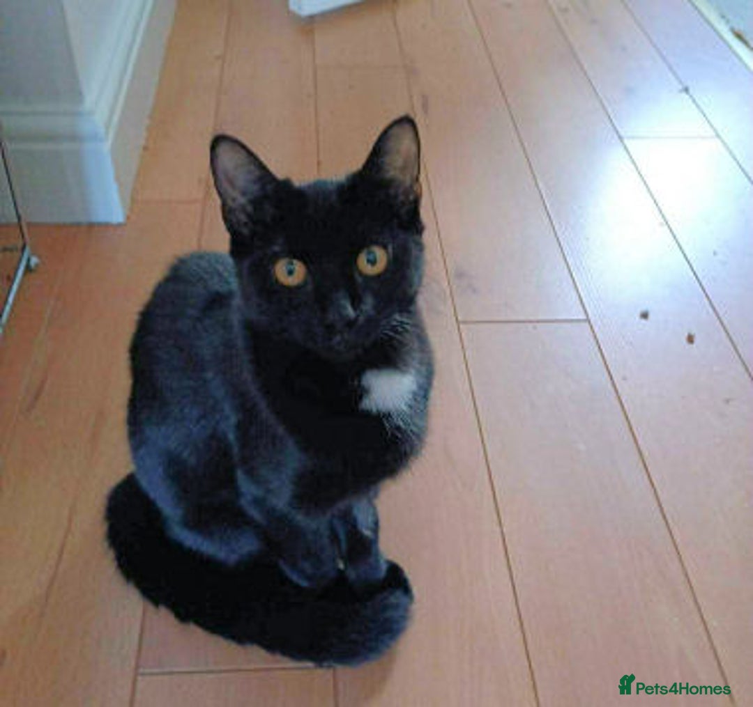 Mixed Breed cats for adoption: AUTUMN - Image 1
