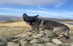 German Shepherd dogs for sale: Female German shepherd for sale - Advert 4