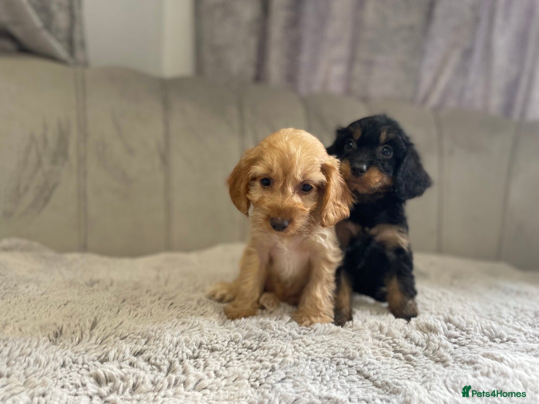 Cockapoo dogs for sale: Beautiful F1 cockapoos ready now  - Image 24