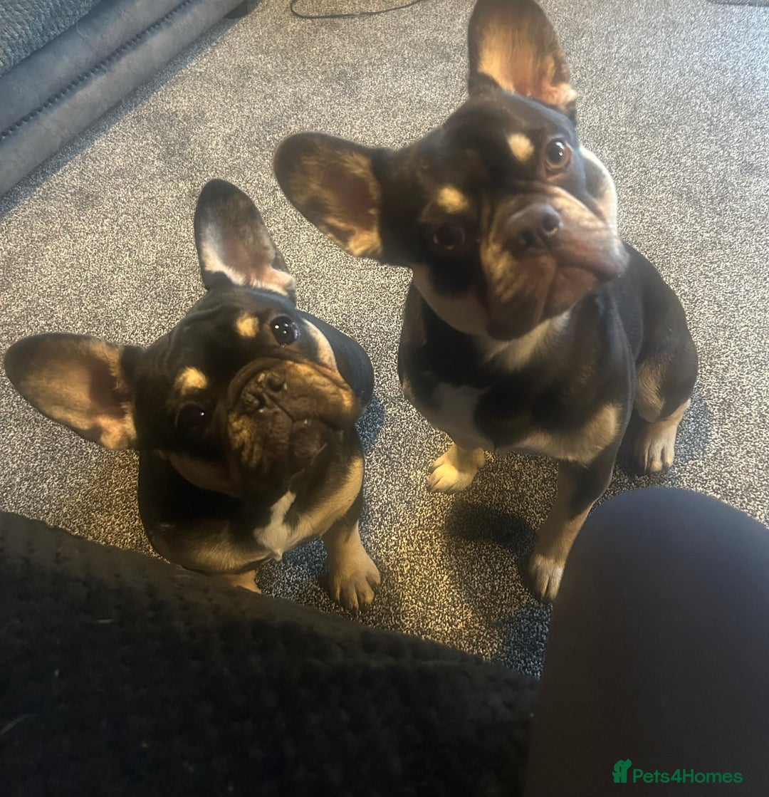 French Bulldog dogs for sale: French bulldog puppies  - Image 8