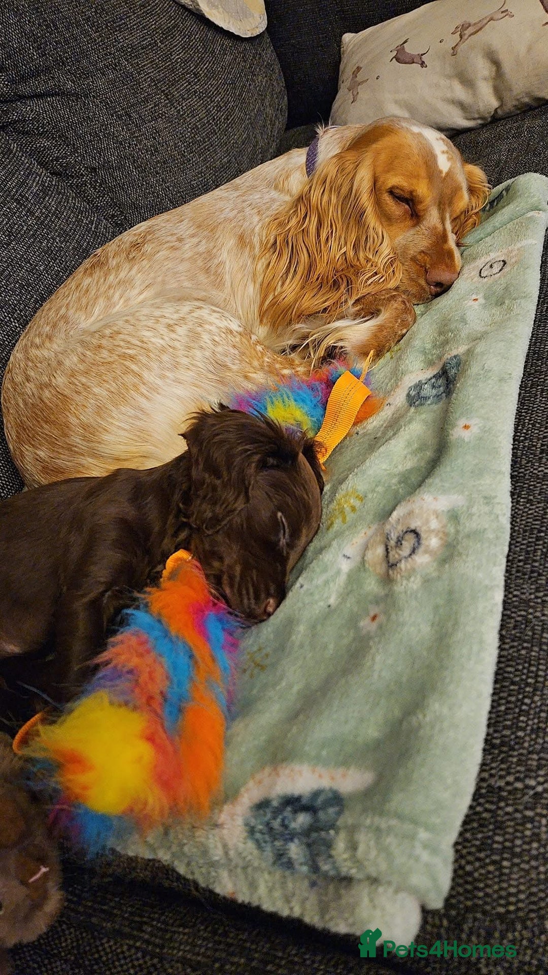 Cocker Spaniel dogs for sale: Beautiful litter of cocker spaniels - Image 13