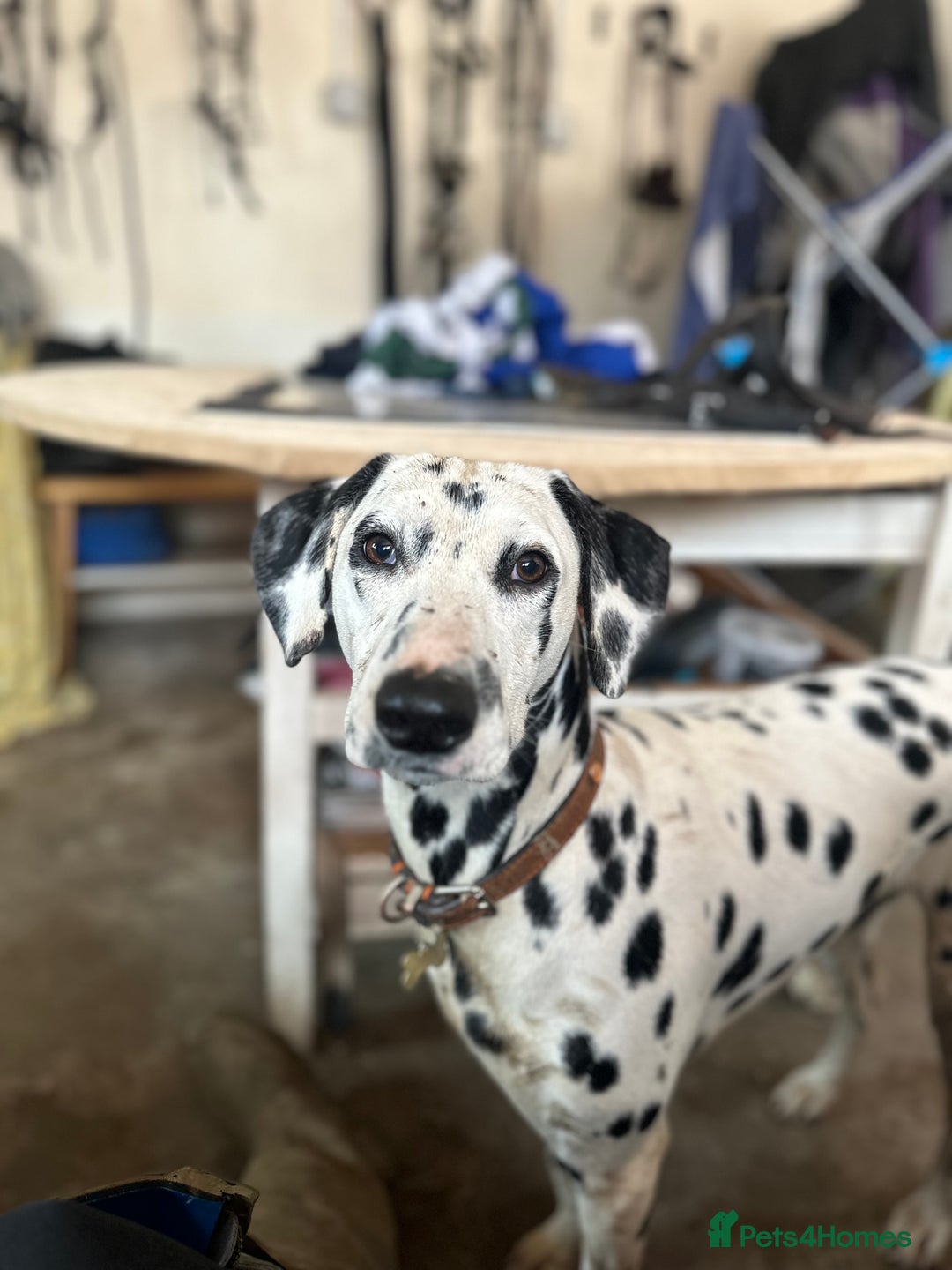 Dalmatian dogs for sale: 🐾2 left🐾 top pedigree pups - Advert 5