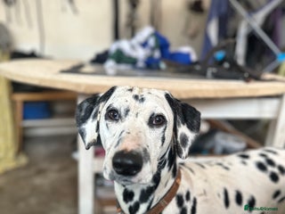 Dalmatian dogs 🐾 Christmas puppies 🧑🎄 - Advert 3