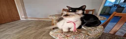 Siamese cats for sale: Old Style Siamese Kittens For Sale in Abingdon - Advert 18