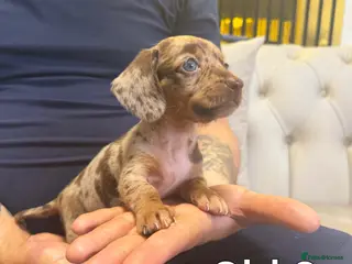Miniature Dachshund dogs Miniature dachshund - Advert 1