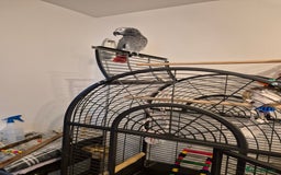 Parrots birds for sale: African grey parrot  - Image 6