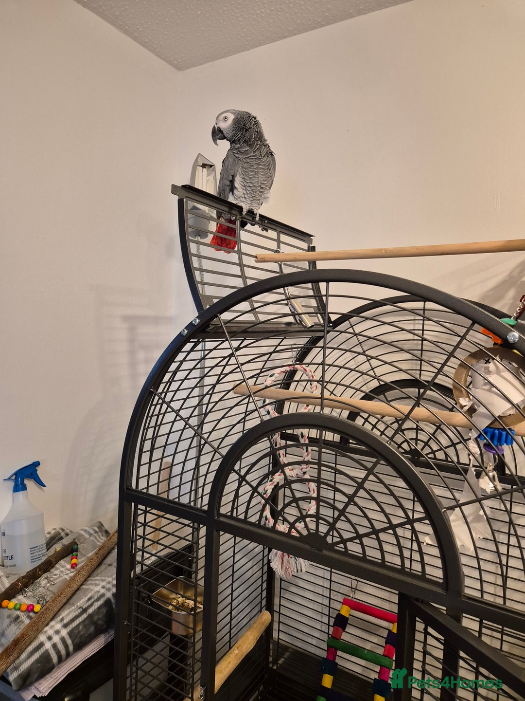 Parrots birds for sale: African grey parrot  - Image 6