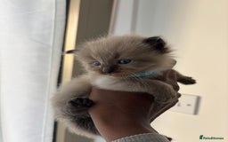Ragdoll cats for sale:  Gorgeous fluffy chocolate ragdoll kittens🐾🥹 - Image 9
