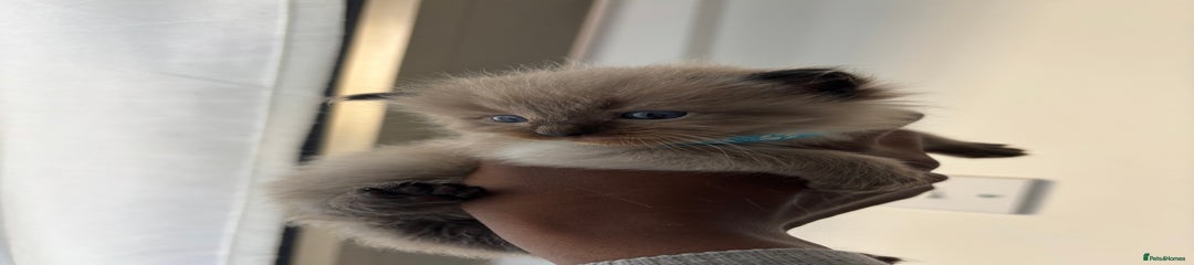 Ragdoll Kitten 1