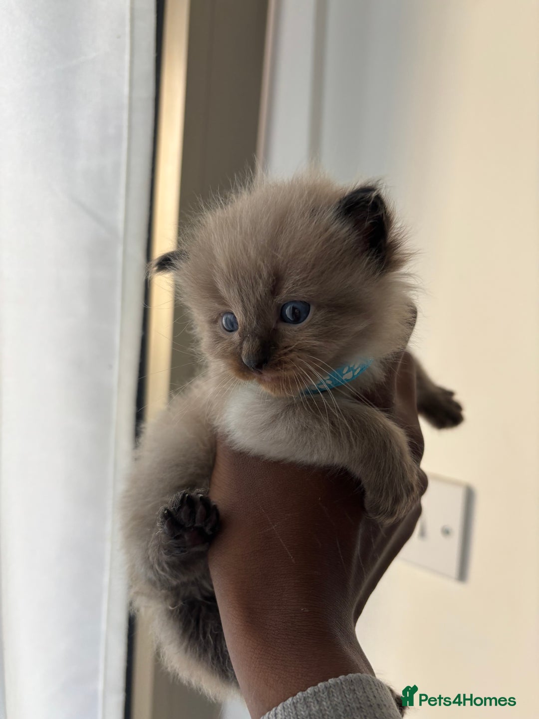 Ragdoll cats for sale:  Gorgeous fluffy chocolate ragdoll kittens🐾🥹 - Image 9